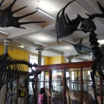 Conhecendo a Irlanda: Natural History Museum