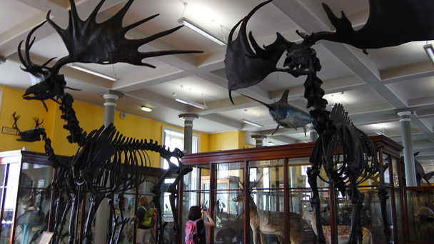 Conhecendo a Irlanda: Natural History Museum
